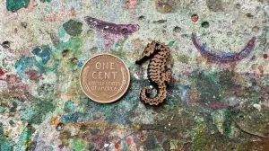 AG Wooden Charm—Seahorse