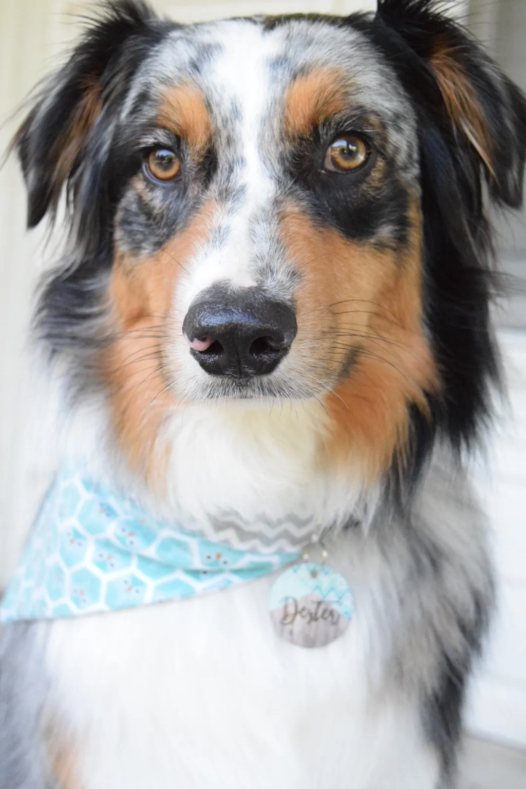 Camo Pet ID Tag