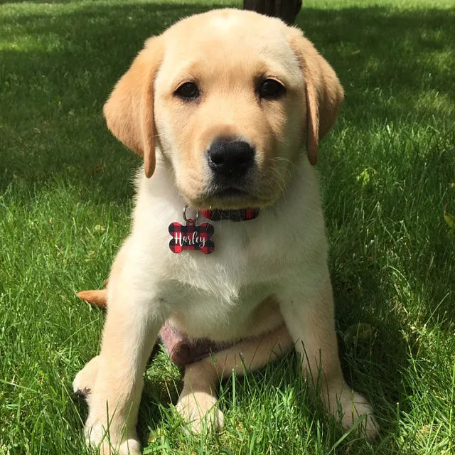 Camo Pet ID Tag
