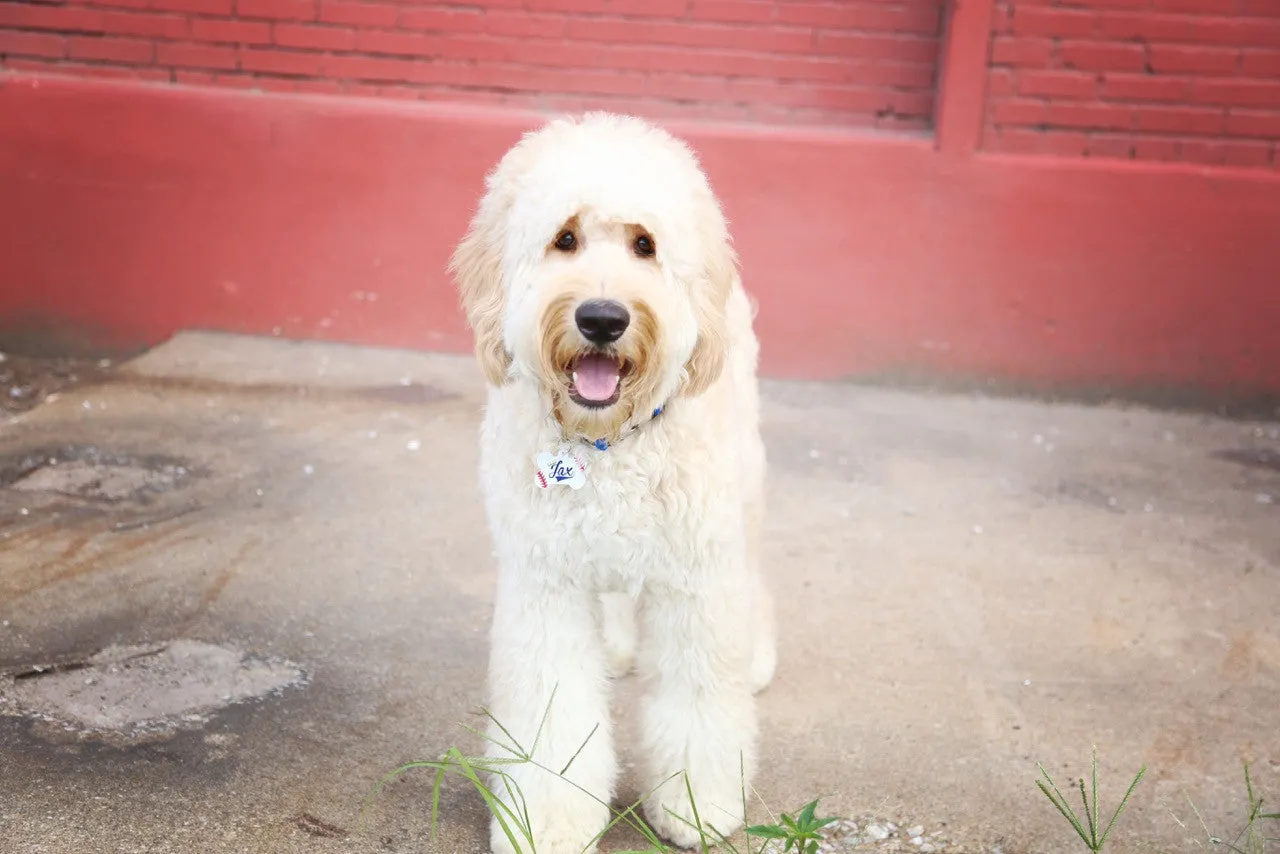 Camo Pet ID Tag